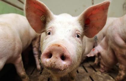 Африканскую чуму свиней снова зафиксировали в Молдове