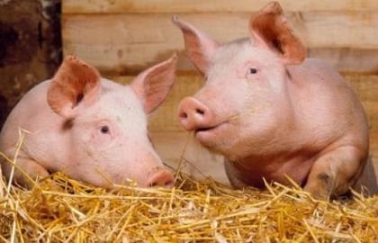 Україна заборонила імпорт свиней з 4-х воєводств Польщі