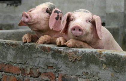 Более тысячи свиней утилизировали на Полтавщине из-за АЧС 