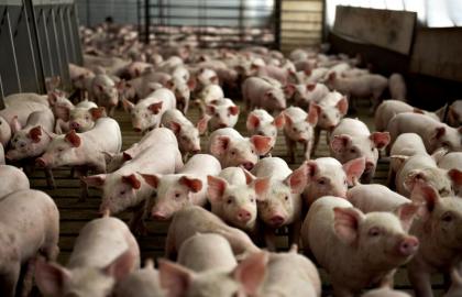 Минагрополитики блокирует введение компартментализации, как механизма экспорта свинины в условиях АЧС? 
