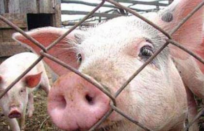 Russia banned Belarusian pigs