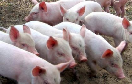 African swine fever: from the beginning of the year 176 wild pigs were shot dead in Zakarpattia