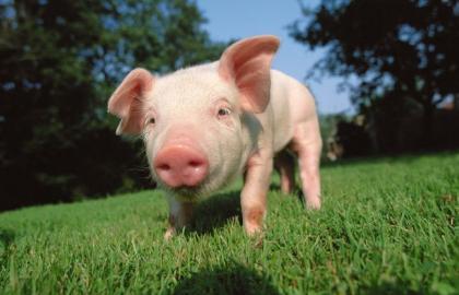 Науковці відкрили вірус у свиней, який загрожує людині 