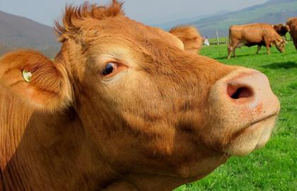Україна до 2025 року може довести поголів’я молочних корів до 2,76 млн голів