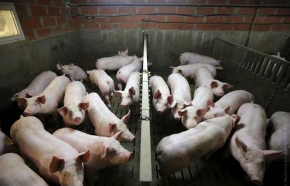 В Україні є нелегальний ринок м'яса, інфікованого АЧС