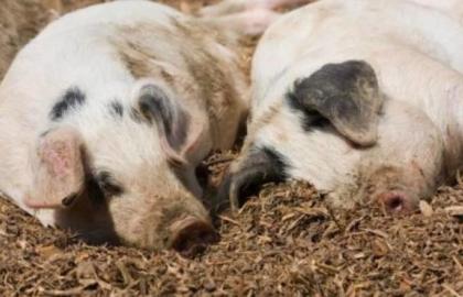 На Миколаївщині на трасі виявили 10 туш свиней, померлих від АЧС