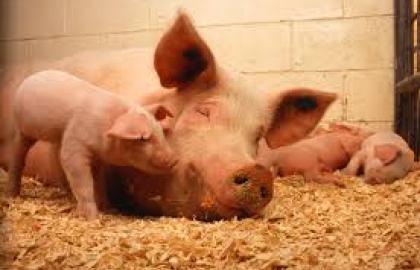 Ціни на забійних свиней перевищили позначку 50 грн/кг