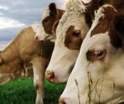 Dynamics of export of cattle from Ukraine shows rapid growth