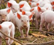 У 2017 поголів’я свиней в Україні зменшилось на 9%