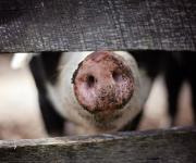 АЧС: Україна заборонила ввезення свинини з Угорщини