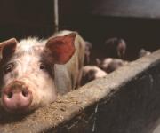 Польские фермеры требуют отмены сертификатов о состоянии здоровья животных 