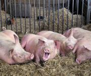 Agriculture households can keep 10-15 pigs per year