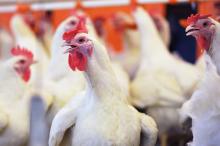 Україна збільшила експорт м'яса птиці на 40%