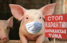 Африканська чума свиней: скоро по всій Європі?